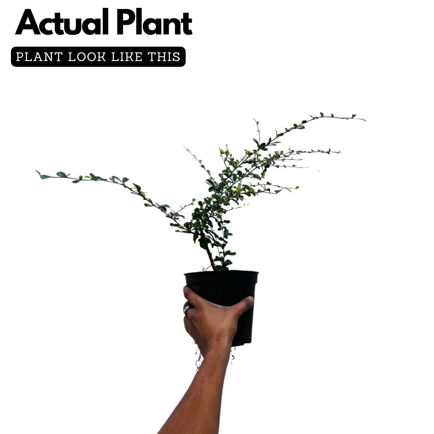 Malpighia plant Ornamental Live Plant (Home & Garden)