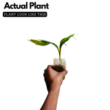 Granil Banana Fruit Live Plant (Home & Garden)