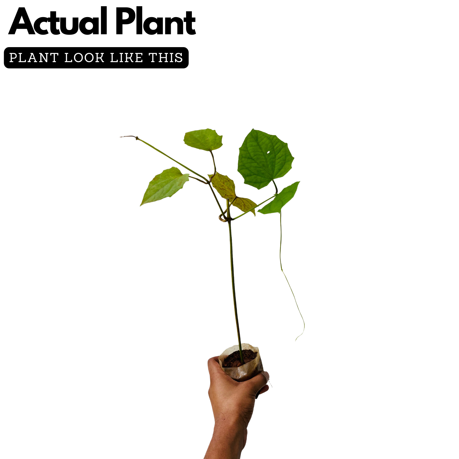 Thunbergia Clock Vine (Any Colour) Flowering | Ornamental| Medicinal Creeper Live Plant (Home & Garden)