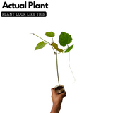 Thunbergia Clock Vine (Any Colour) Flowering | Ornamental| Medicinal Creeper Live Plant (Home & Garden)