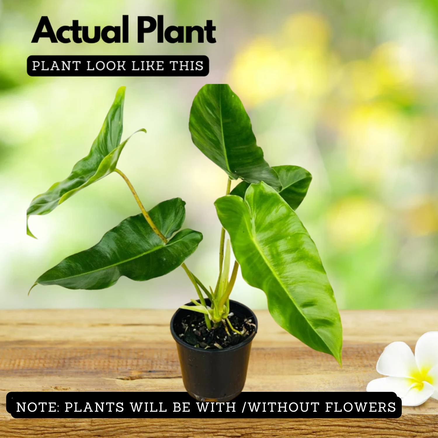 Philodendron burle-marxii Live Plant with Hanging For(Home & Graden)