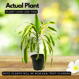 Dracaena Massangeana(Cornstalk Dracaena Variegated)Live Plant (Home & Garden)