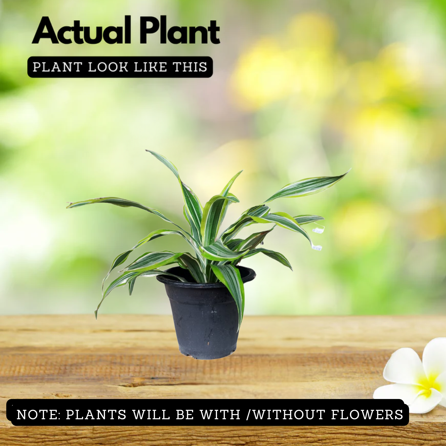 Dracaena Dara SinghLive Plant (Home & Garden)