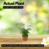 Asparagus Plumosus Live Plant (Home & Garden)