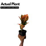 Petra Croton Plant / Codiaeum variegatum Ornamental Live Plant (Home & Garden)