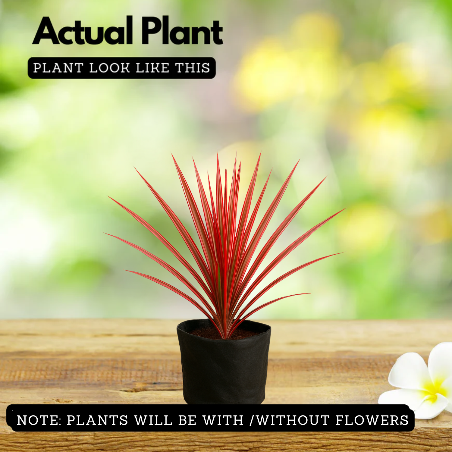 Dracaena Colorama( Dracaena marginata) Live Plant (Home & Garden)