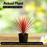 Dracaena Colorama( Dracaena marginata) Live Plant (Home & Garden)