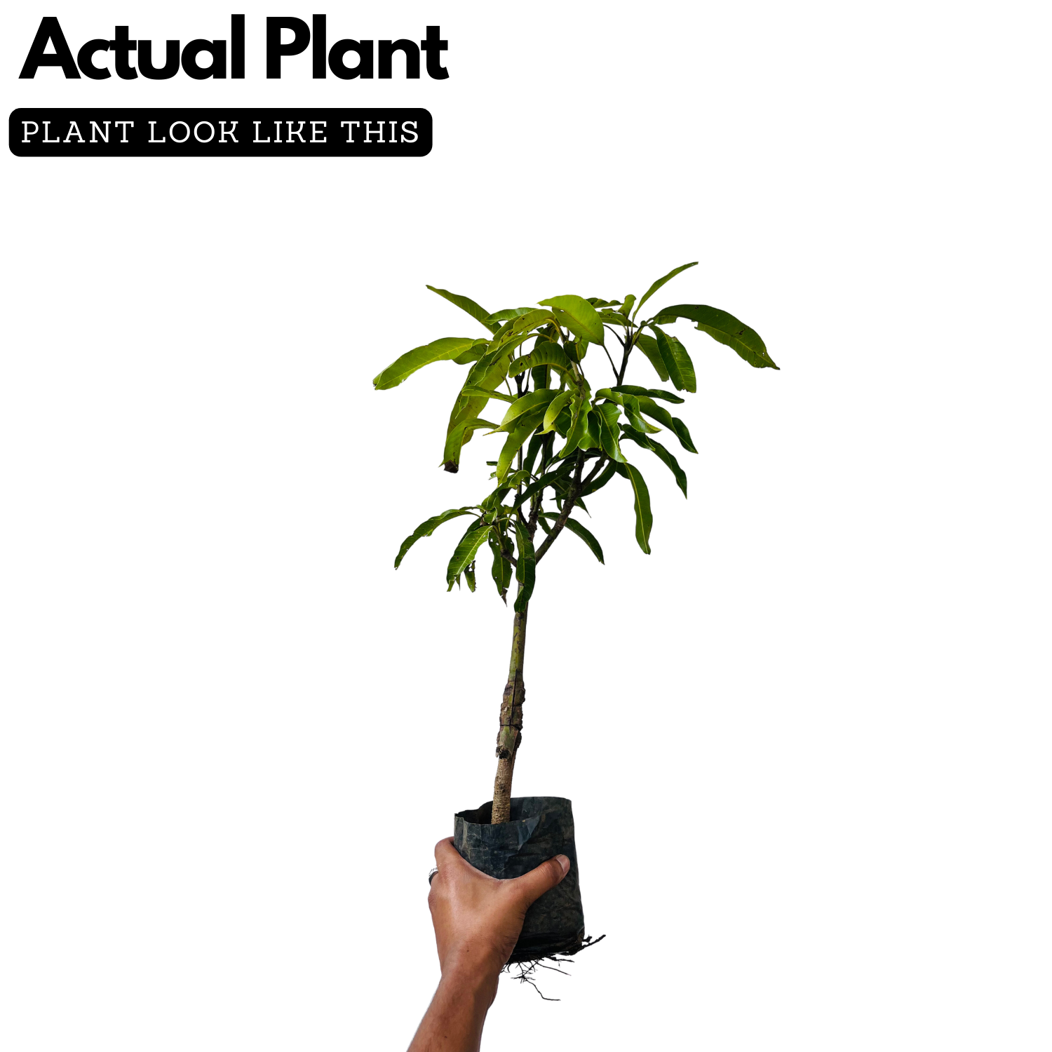 Himayat/Hamam/Imam Pasand Mango Plant (Mangifera indica) Grafted Fruit Live Plant (Home & Garden)