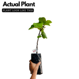 Kiwi Fruit (Actinidia deliciosa) Grafted Fruit Live Plant (Home & Garden)