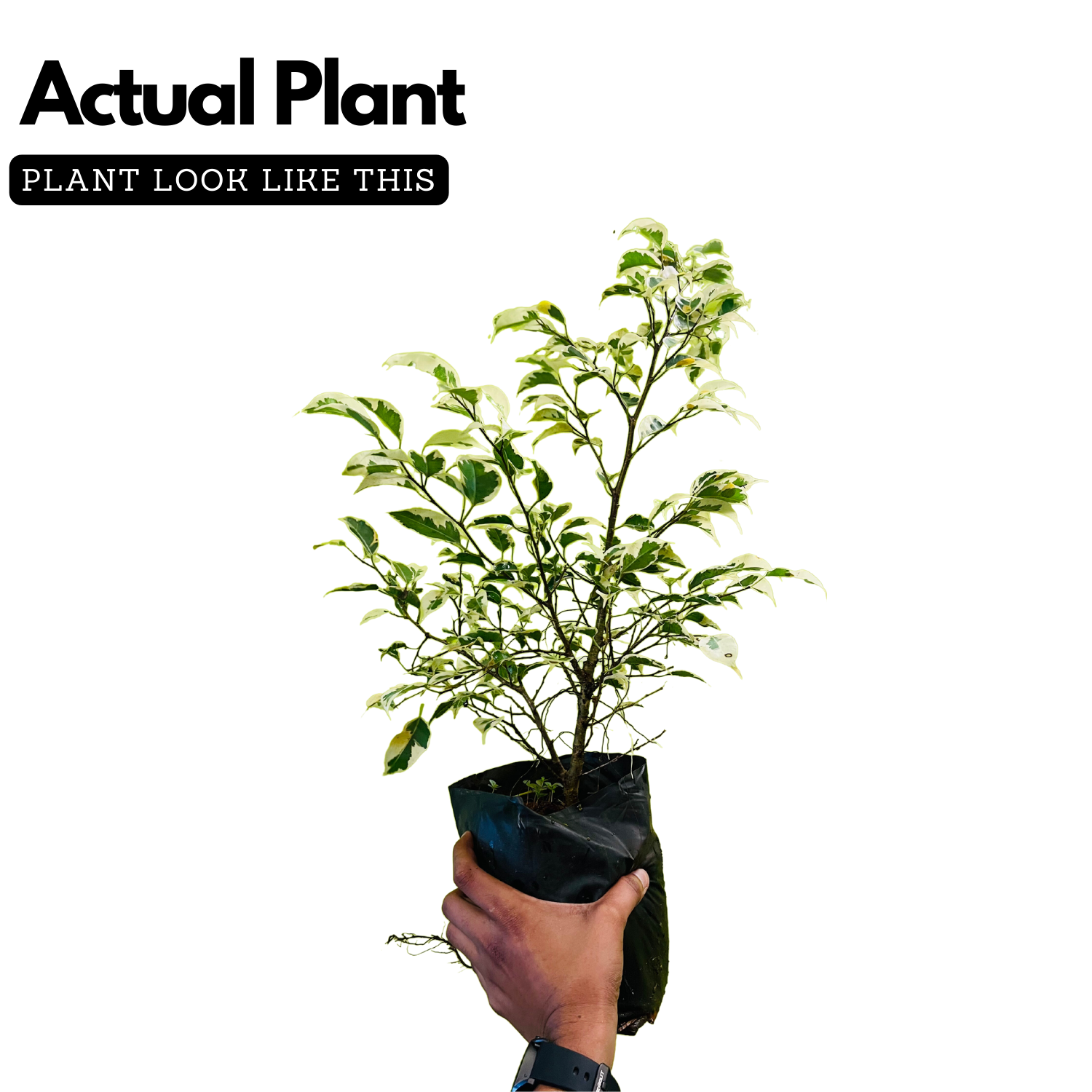 Ficus Starlight, Ficus benjamina Ornamental Live Plant (Home & Garden)