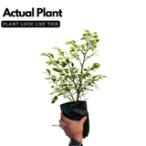 Ficus Starlight, Ficus benjamina Ornamental Live Plant (Home & Garden)