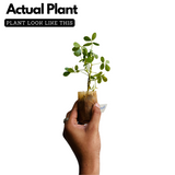 Peanut / Groundnut / Kappalndi (Arachis hypogaea) Fruit Live Plant (Home & Garden)(Pack Of 5)