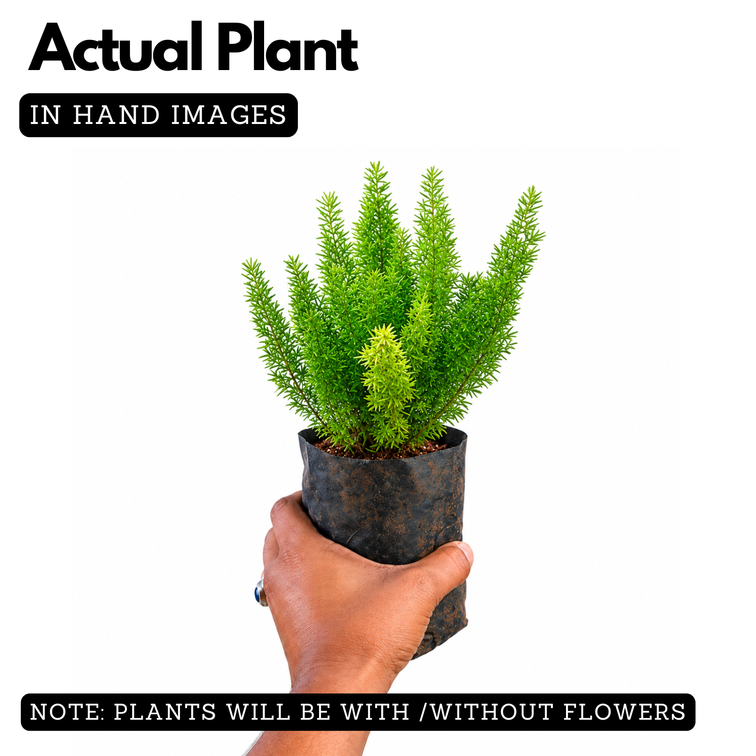 Foxtail Fern Live Plant | Asparagus Densiflorus ‘Myersii’ | Ornamental Green Foliage Plant for Home & Garden