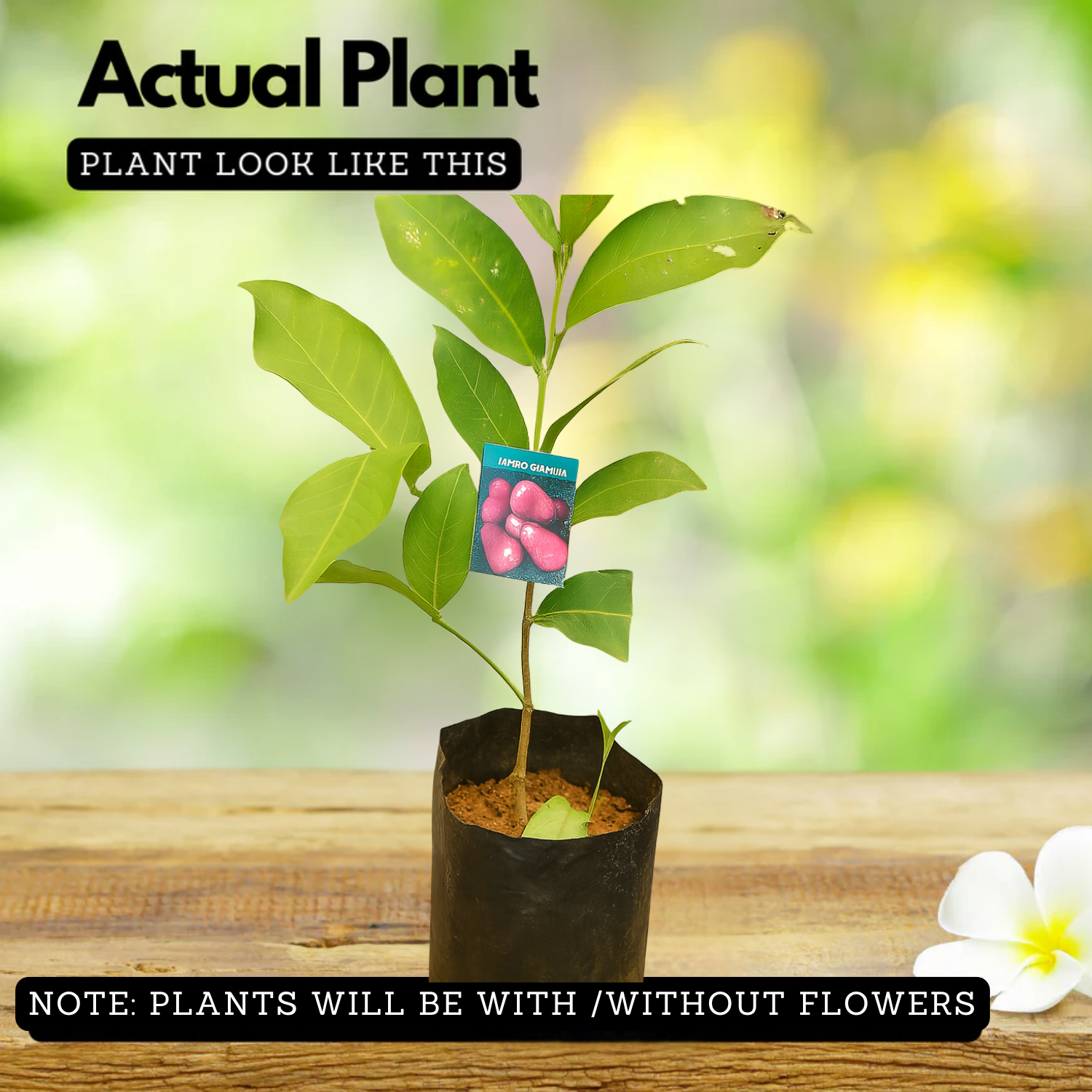 UmmerChampa (Syzygium samarangense)Live Plant (Home & Garden)