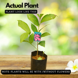 UmmerChampa (Syzygium samarangense)Live Plant (Home & Garden)