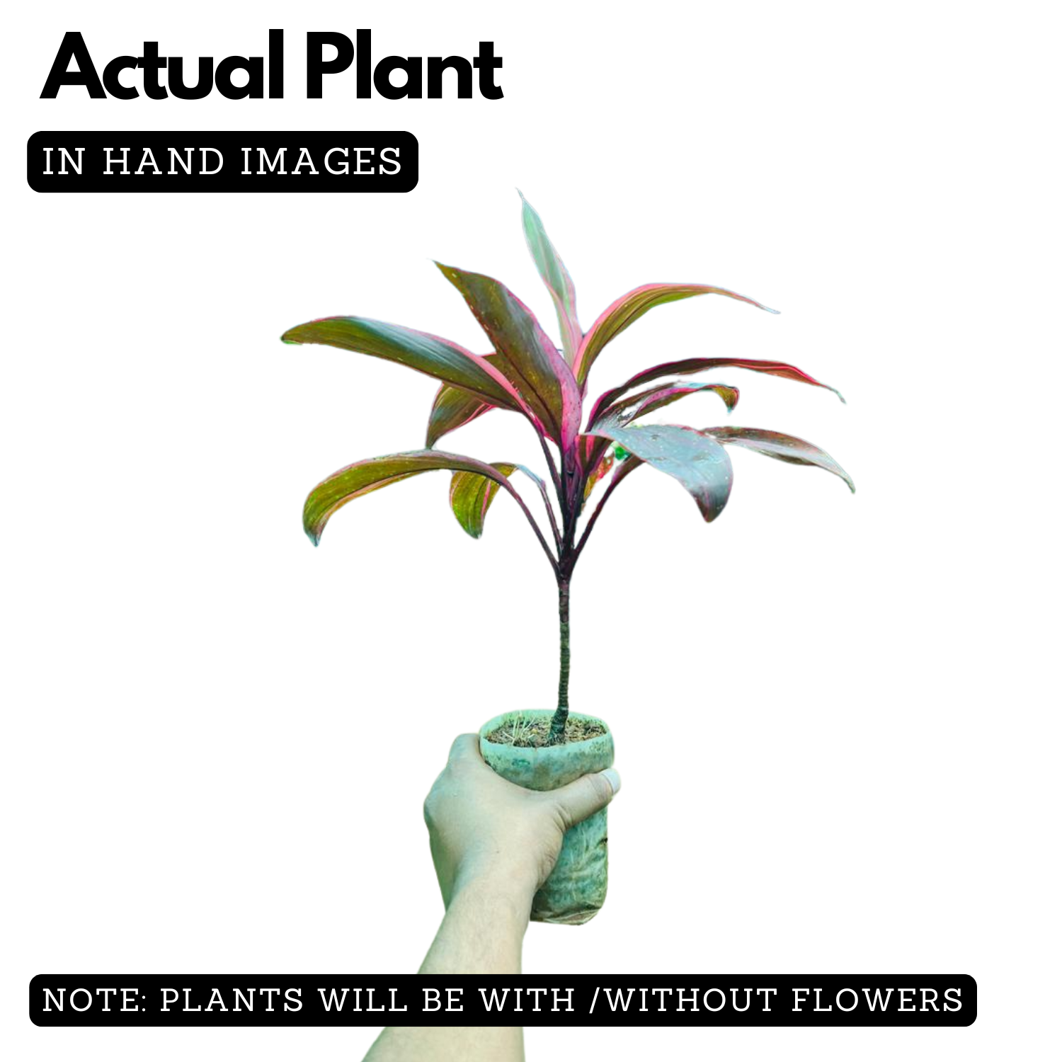 Dracaena Ruby Red Live Plant | Red Variegated Indoor Ornamental | Low Maintenance Live Plant (Home & Garden)