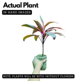 Dracaena Ruby Red Live Plant | Red Variegated Indoor Ornamental | Low Maintenance Live Plant (Home & Garden)