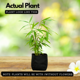 Golden Bamboo (Phyllostachys aurea) Live Plant (Home & Garden)