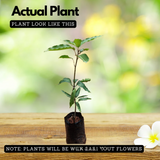 Chakkara Mango  (Grafted) (Mangifera indica) Fruit Live Plant (Home & Garden)
