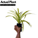 Pentanus / Spider Plant Ornamental Live Plant (Home & Garden)