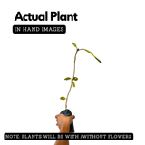 Peral / Banyan Tree (Ficus Benghalensis) Live plant (Home & Garden)