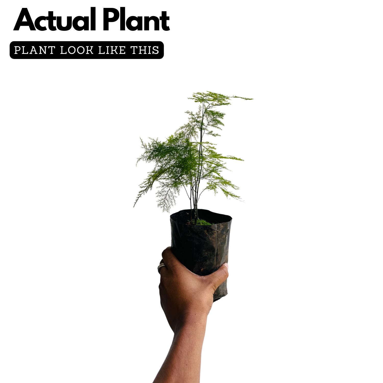 Evergreen Plant Ornamental Live Plant (Home & Garden)