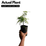 Evergreen Plant Ornamental Live Plant (Home & Garden)