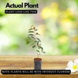 Star Apple / Milk fruit / Golden Leaf Tree (Arlo Chrysophyllum cainito)Grafted Fruit Live Plant (Home & Garden)