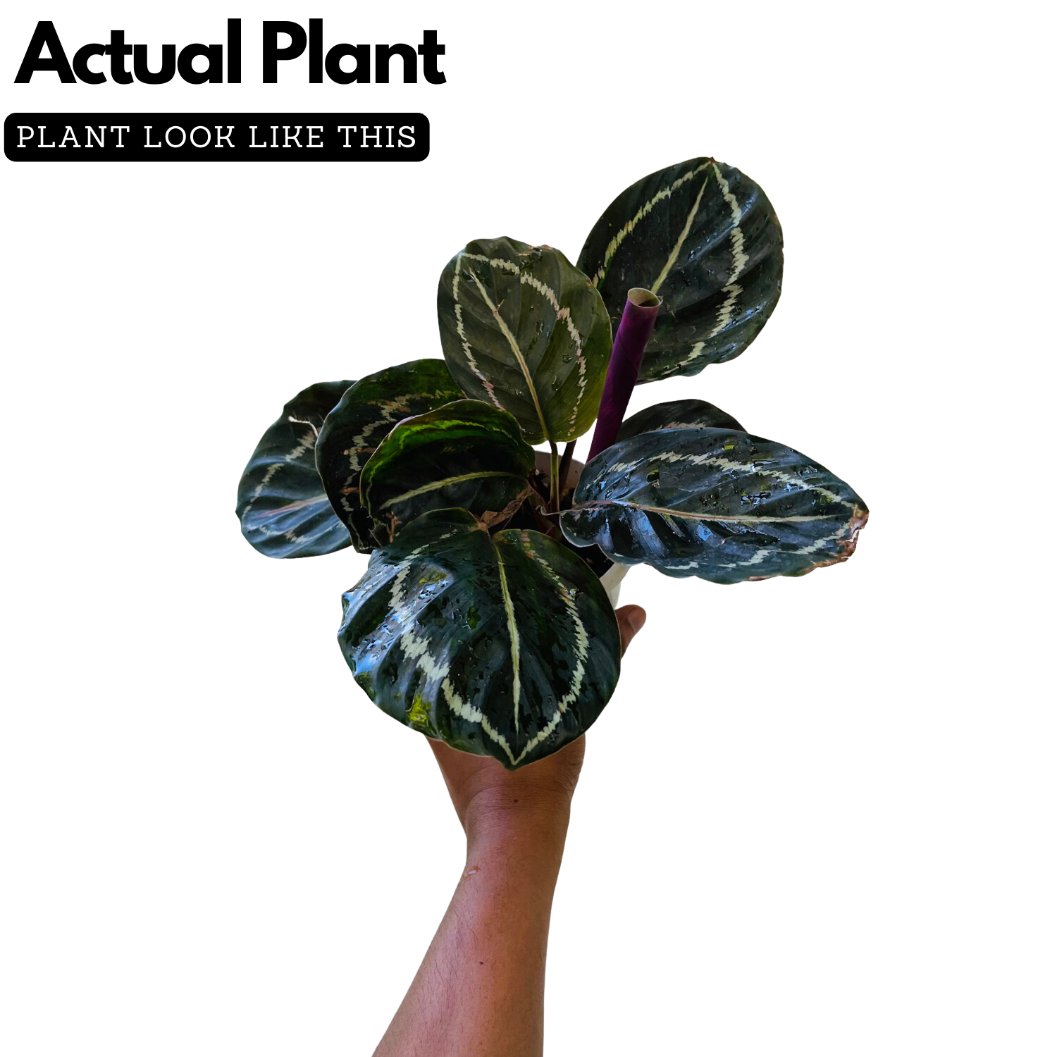 Calathea Roseopicta ƒ??Medallionƒ?? - Live Plant (Home & Garden)
