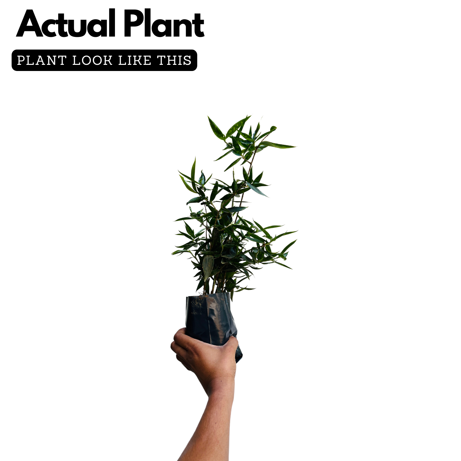 Japanese Bamboo'Gold Dust' / Creeping Milky Bamboo (Dracaena Surculosa) Ornamental Live Plant In Poly Bag (Home & Garden)