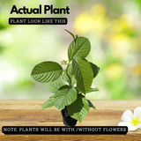 Akashavellari Live Plant (Home & Garden)