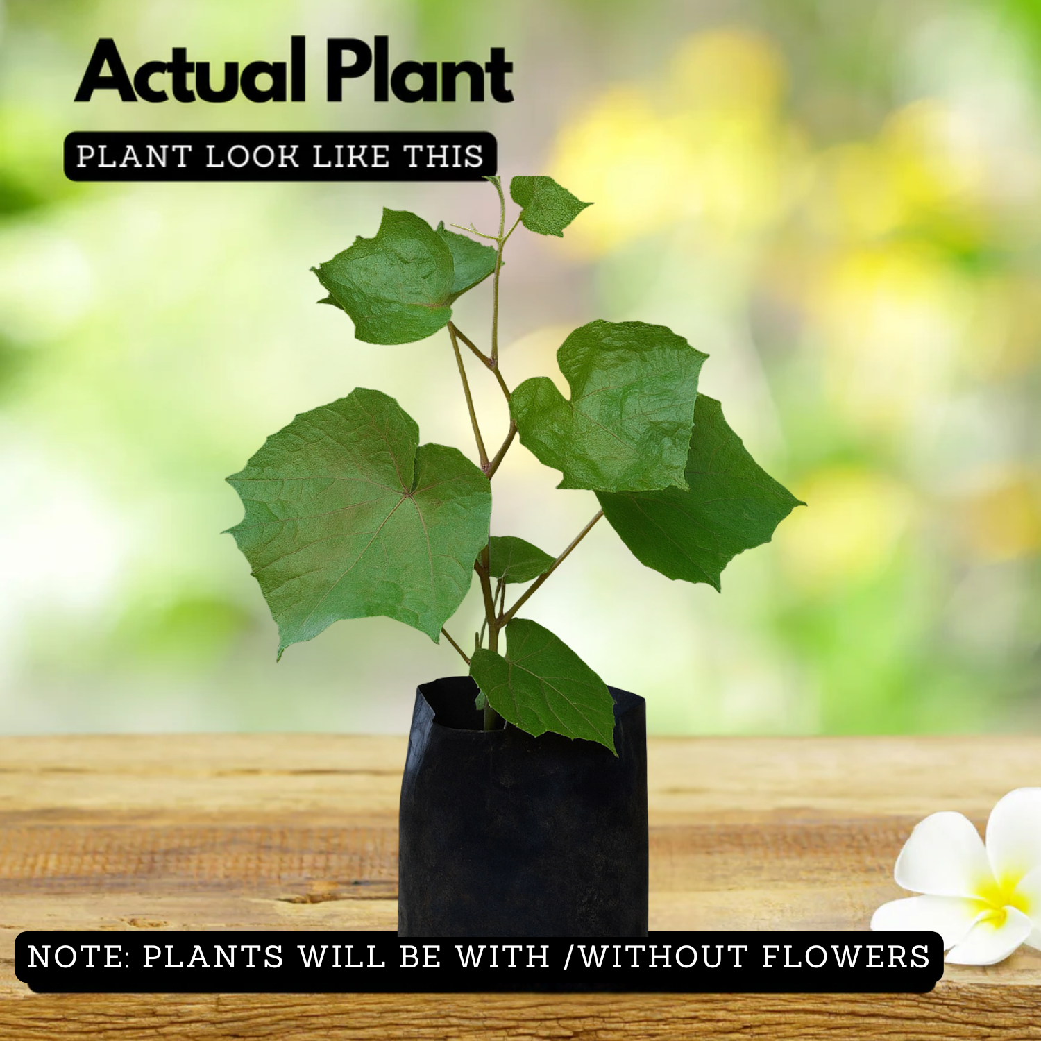 Cambodian Grape(Ampelocissus martini) Live Plant (Home & Garden)
