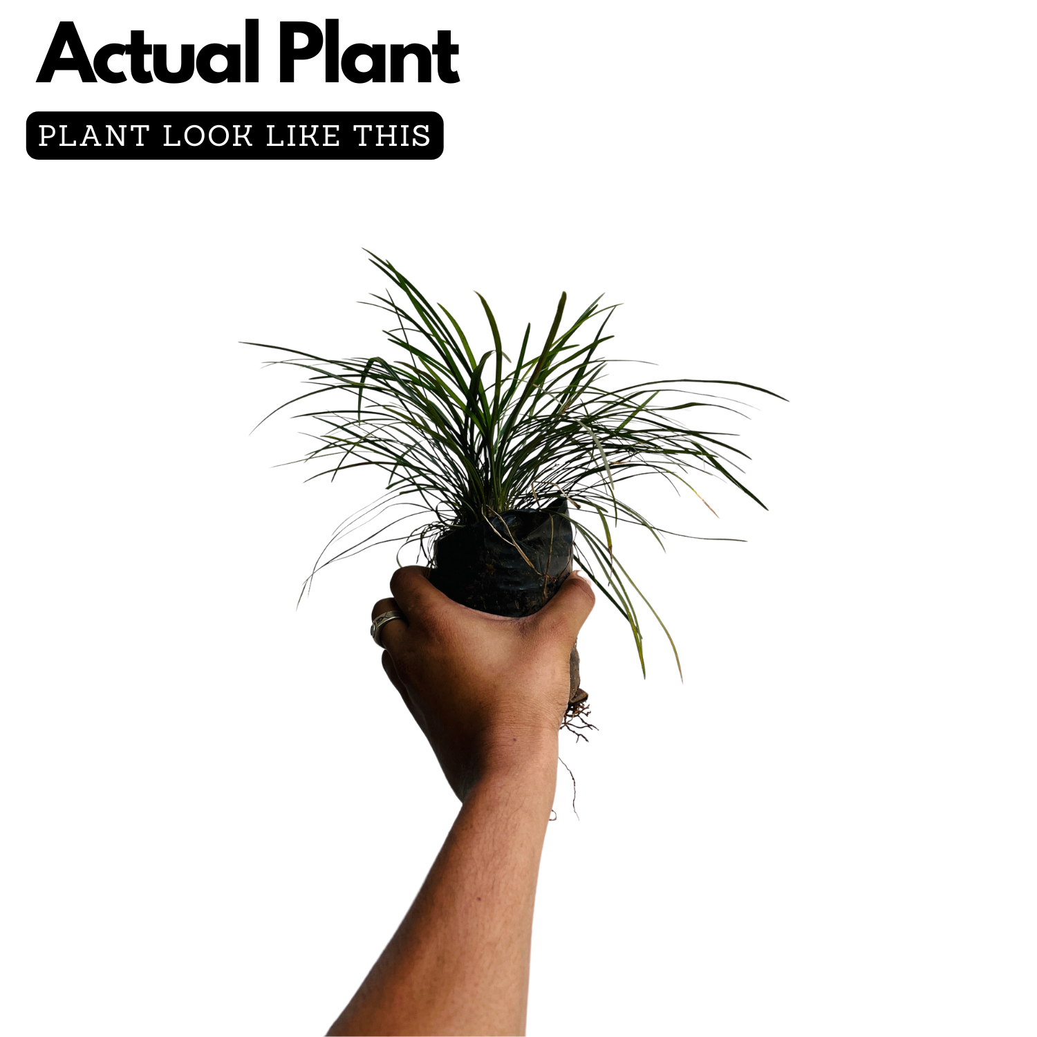 Mountain Grass - Ornamental Plant Live Plant (Home & Garden)