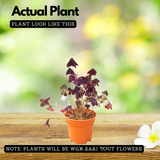 Oxalis Triangularis - Purple Shamrock, Butterfly Oxalis, Butterfly Plant Live Plant (Home & Garden)