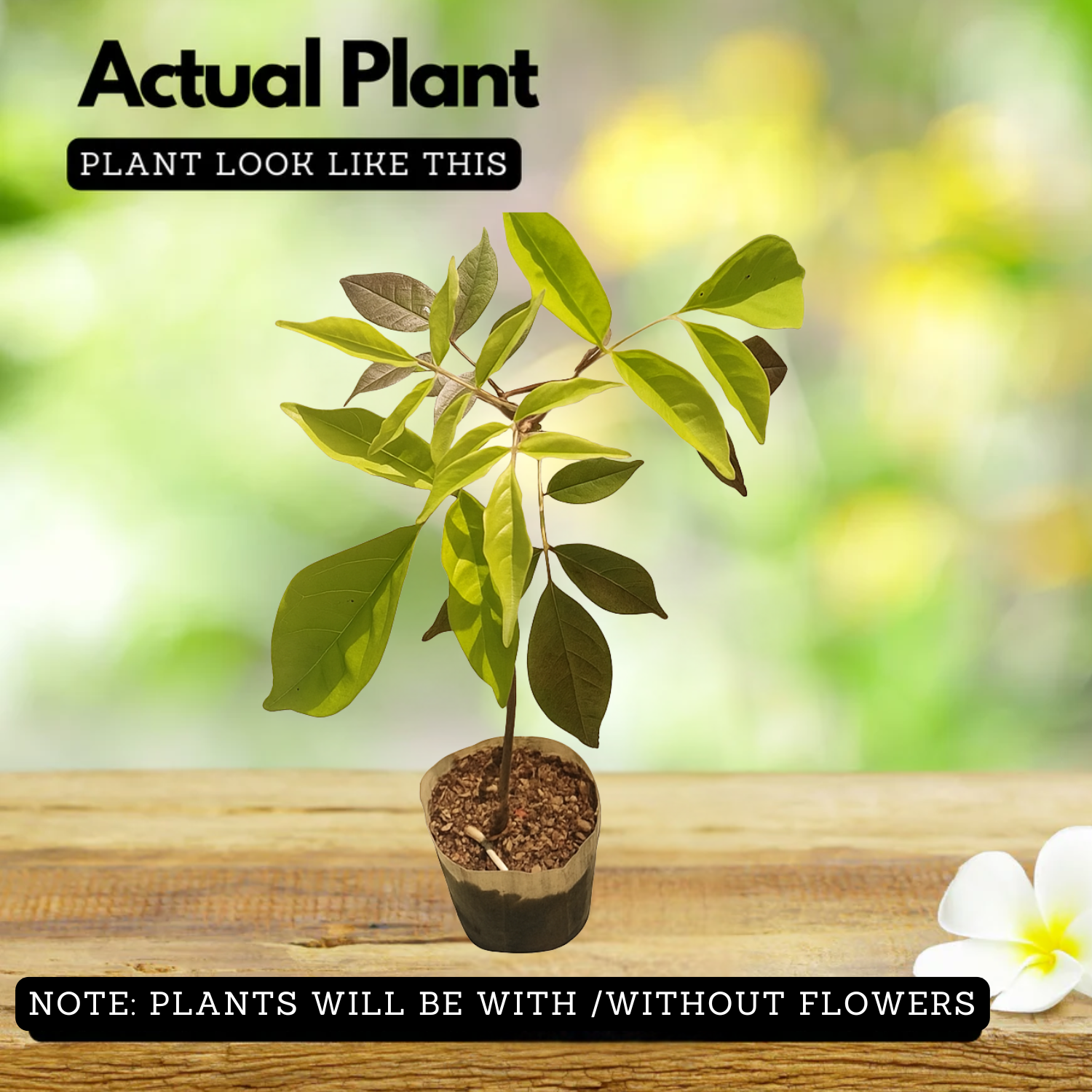 Fraser Island Creeper Live Plant  (Home & Garden)