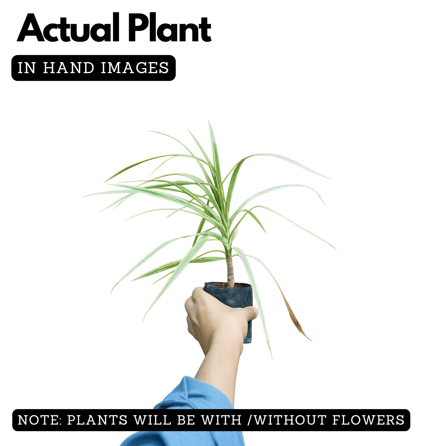 Dracena Chloroma Live Plant (Home & Garden)