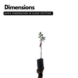 Japanese Babugosha Plant (Pyrus communis.) Fruit Live Plant (Home & Garden)