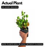 Apple Croton Live Plant | Colourful Foliage Ornamental Plant for Home & Garden