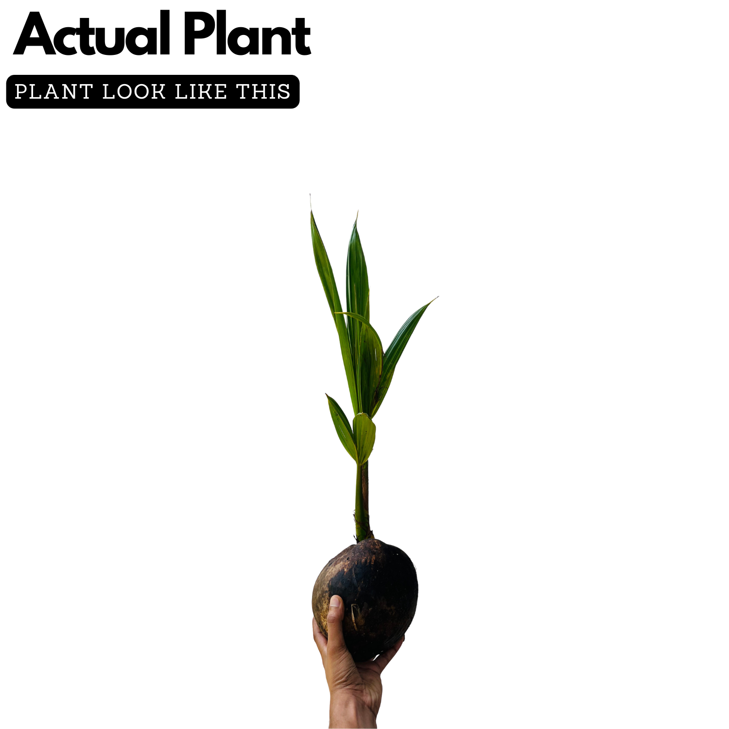 Kuttiyadi Coconut Tree (Srilankan) (Cocus nucifera) Fruit Live Plant (Home & Garden)