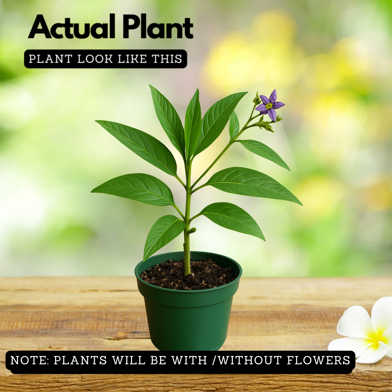 Pepino Fruit Plant(Solanum muricatum)  Live Plant (Home & Garden)
