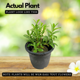 Din Ka Raja Plant - Cestrum Diurnum, Day Blooming Jasmine Live Plant (Home & Garden)