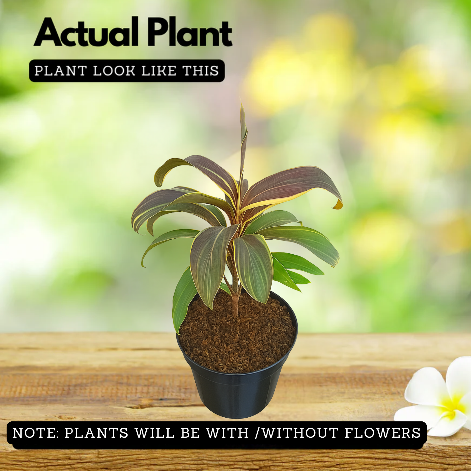 Dracaena Fruticosa(Cordyline fruticosa) (Home & Garden)
