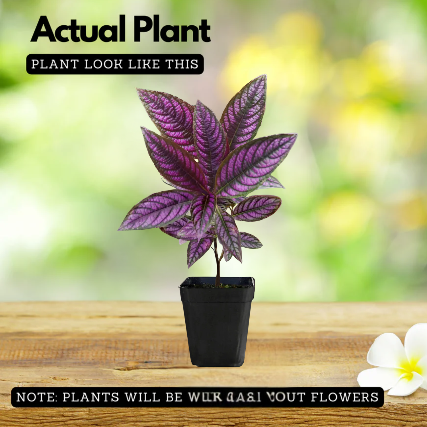 Peacock Plant, Persian Shield - Strobilanthes Dyerianus Live Plant (Home & Garden)