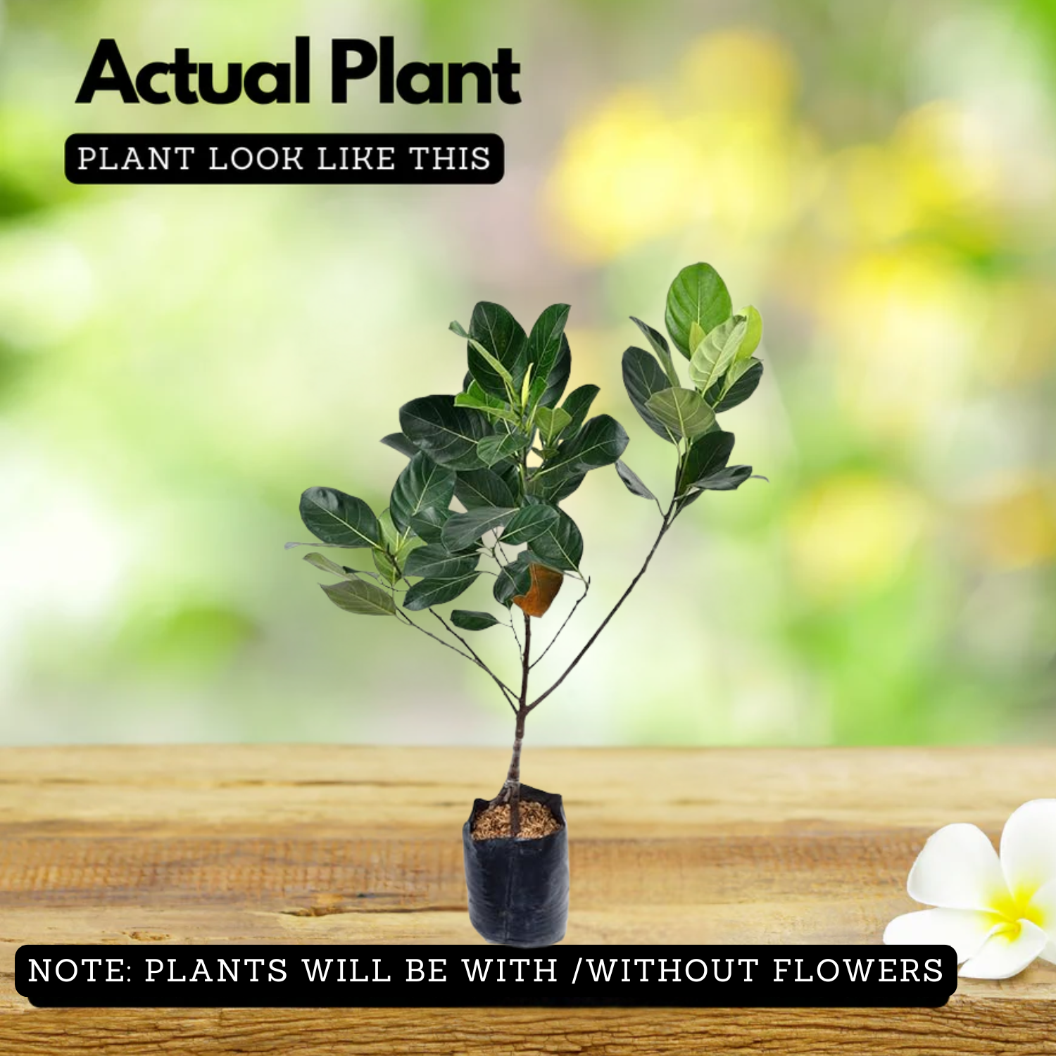 Sindoor Jackfruit Grafted Live Plant (Home & Garden)