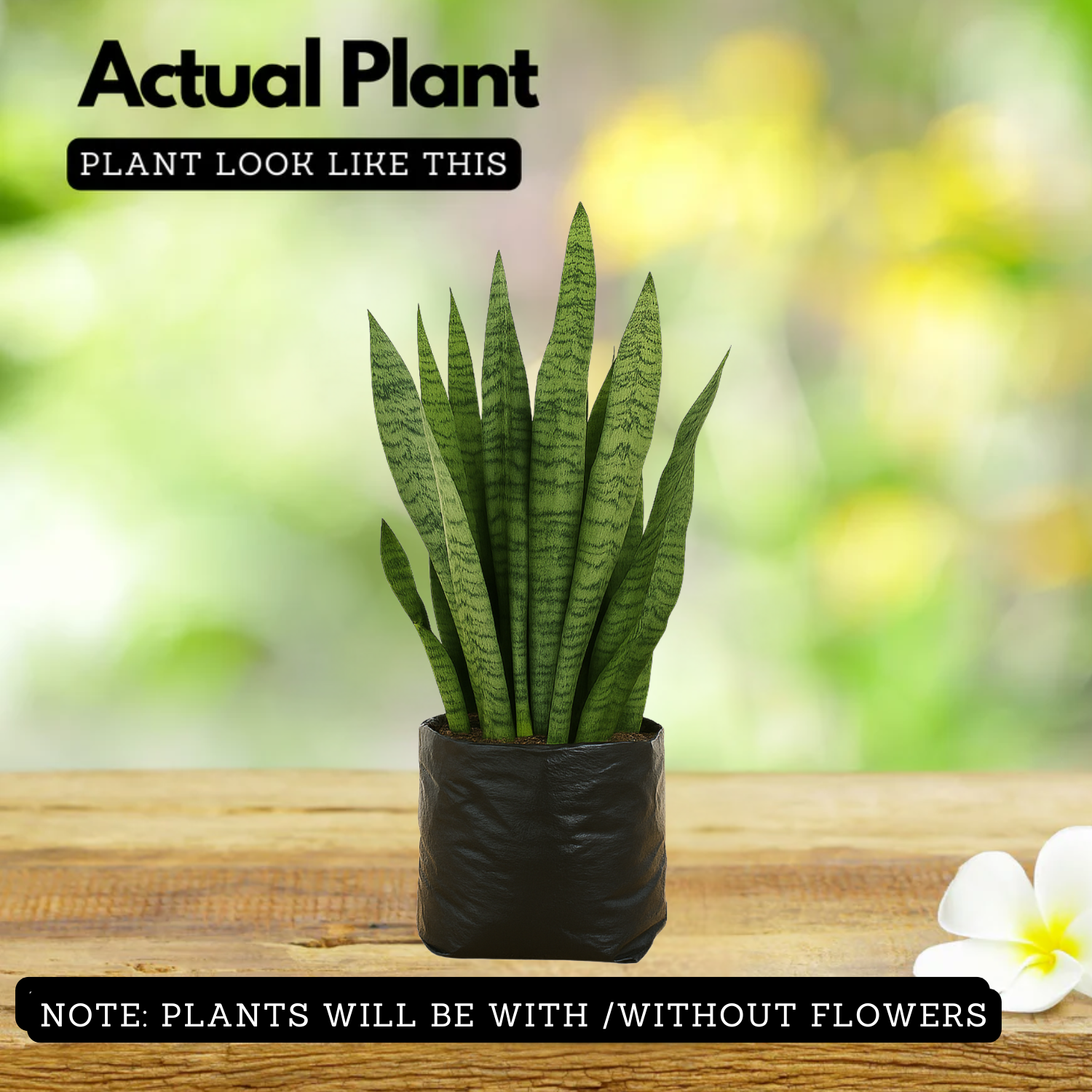 Live Snake Plant (Sansevieria trifasciata)(Home & Garden)
