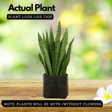 Live Snake Plant (Sansevieria trifasciata)(Home & Garden)