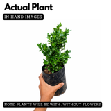 Boxwood Plant (Buxus) Live Plant | Evergreen Hedge & Topiary Plant | Outdoor Ornamental Live Plant (Home & Garden)