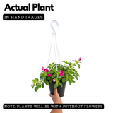 Hanging Vinca Live Plant (Any Colour) | Catharanthus Roseus | Ornamental Flowering Plant for Home & Garden