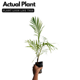 Redneck Palm (Dypsis leptocheilos) Ornamental Live Plant (Home & Garden)