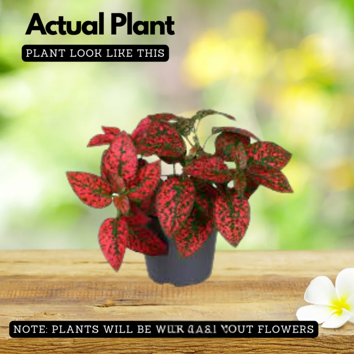 Polka Dot(Hypoestes phyllostachya) Live Plant (Home & Garden)